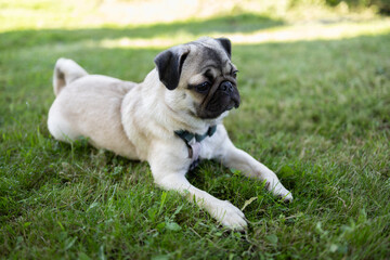 Obraz premium Cute pug resting on grass