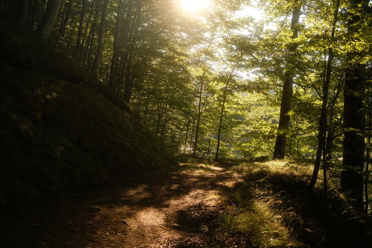 Sunlight gently shines through trees on a beautiful path