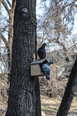 Two pigeons perched on a wooden birdhouse attached to a tree trunk.
