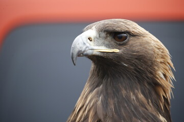 The Central Asian golden eagle is one of the largest representatives of its species.	