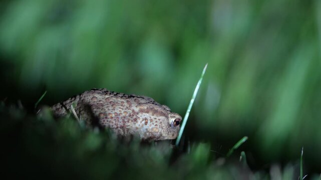 Common toad Bufo bufo male in deep night. 