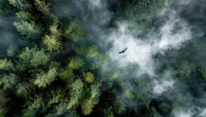 Bird of prey soaring above a misty forest