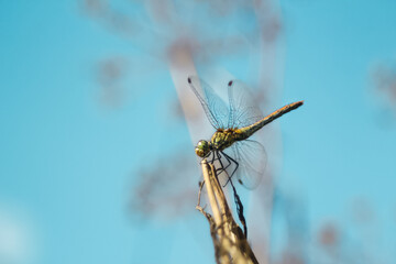 A vibrant blue dragonfly, a delicate insect of the wildlife kingdom, captured in sharp focus against a subtly blurred background of nature.  peaceful atmosphere of a nature reserve