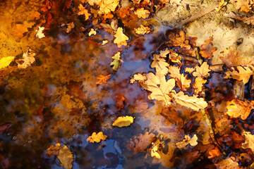 A vibrant closeup of an oak tree leaf gently floating on water in a pond, reflecting the warm...