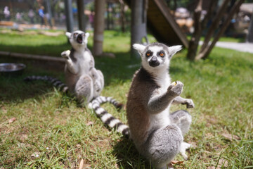 ring tailed lemur catta