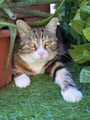 cat in the garden