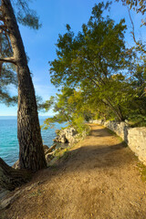 Idyllic coastal path lined with pine trees and a stone wall, curving along the turquoise Adriatic Sea