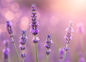 Fototapeta premium Close up of lavender flowers with a soft pink and purple background and bokeh effect in the light