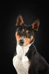 Portrait of a basenji dog on dark background