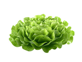 Fototapeta premium Fresh Green Butterhead Lettuce on Transparent Background