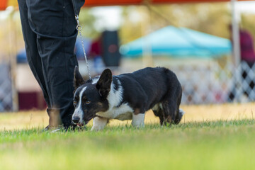 Dog obedience competition at the Royal Darwin Show 2025. Northern Territory, Australia.