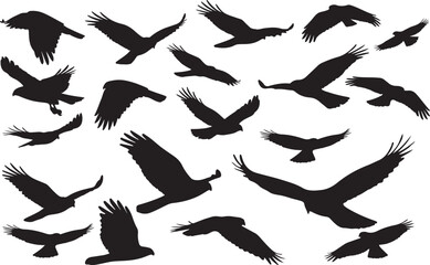 Zone-tailed Hawk Solid Vector Silhouette