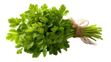 Fresh parsley bundle with vibrant green leaves tied at the stem