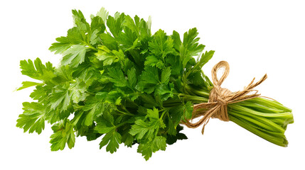 Fresh parsley bunch ready for culinary uses in home cooking