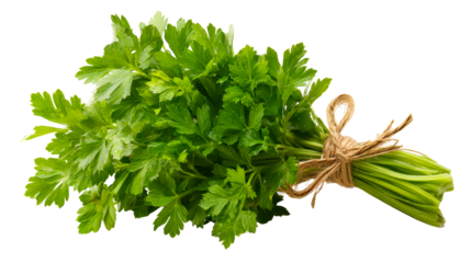 Fresh parsley bunch ready for culinary uses in home cooking