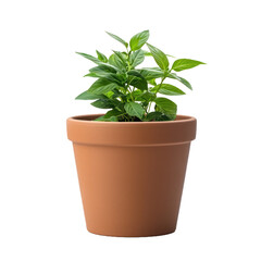 Flower pot isolated on transparent background