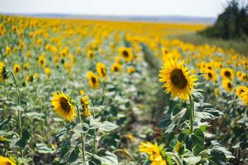 Obraz premium A beautiful landscape with a field of sunflowers. A beautiful summer landscape.