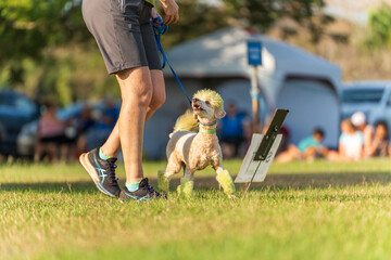 Dog obedience competition at the Royal Darwin Show 2025. Northern Territory, Australia.