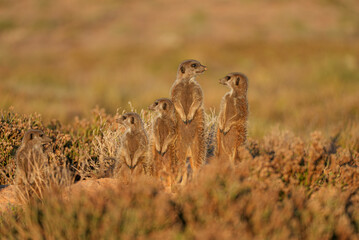 A group of five meerkats stands upright on a sandy mound surrounded by dry vegetation, scanning the horizon under the warm light of the evening sun in their natural desert habitat.