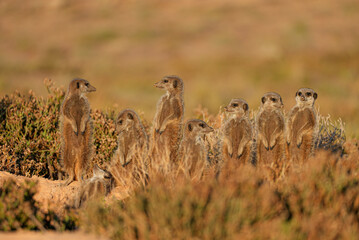  A group of meerkats stands upright among dry grasses and shrubs, attentively scanning the surroundings under warm sunlight in their natural habitat.