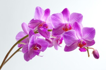 Vibrant Purple Orchid Branch, Studio Shot, Isolated on White, Elegant Floral Design, Spa and Wellness Theme, High-Resolution Image.