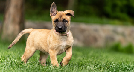 Playful Belgian Malinois puppies running and playing on a green grass field outdoors on a sunny day. Happy, active dogs ennjoying nature, training and having fun. Purebred working dog breed, energetic