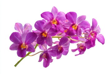 Fototapeta premium Vibrant Purple Orchid Branch, Studio Shot, Isolated on White, Elegant Floral Design, Spa and Wellness Theme, High-Resolution Image.
