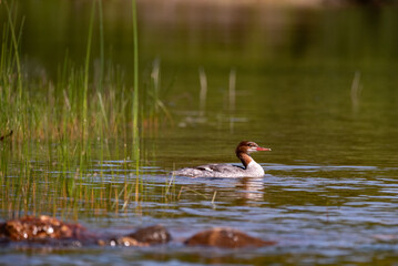 Merganser duck in the water 4