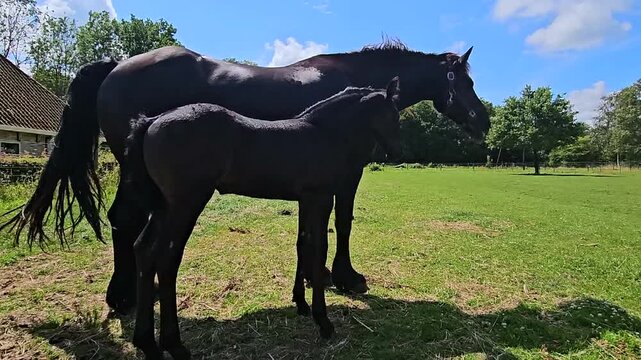 Frisian thoroughbred with her foal in the meadow in the countryside in the Netherlands