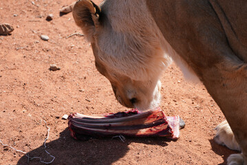Close-up of a lioness feeding on raw ribs on dry reddish soil in the African savannah, showing wild predator behavior. © Yana