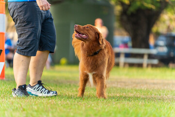 Dog obedience competition at the Royal Darwin Show 2025. Northern Territory, Australia.