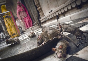 Sacred rats, known in sanskrit as Kabbas, drinking water from a big pot at Karni Mata Temple, Deshnok, Bikaner District, Rajasthan, India	