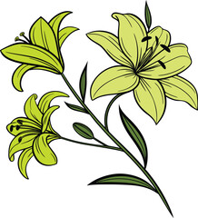 Yellow lily flower illustration with green leaves and detailed line art, perfect for floral decoration, botanical artwork, spring greeting cards, and elegant natural design projects.
