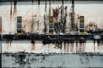 Small Bird in Mossy Wall