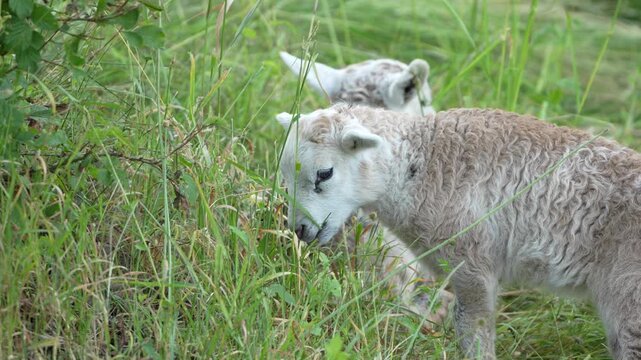 Ovis gmelini f. aries aka domestic sheep little babies close-up portrait. Lambs have fun and eating grass.	
