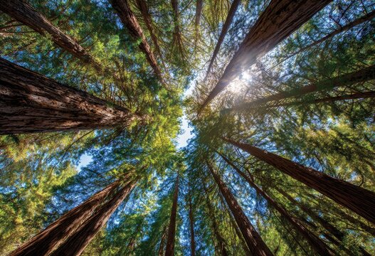 Sunlight filtering through a dense redwood forest canopy - Powered by Adobe