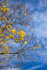 Tree branches with yellow autumn leaves against blue sky.