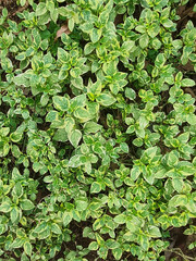 Leaves of Asystasia Gangetica Variegata plant in the garden. Also called Chinese Violet or Creeping Foxglove. It is a ground cover plant native to tropical areas, belonging to the Acanthaceae family.