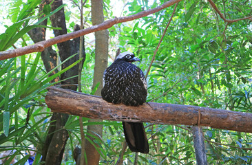 Impressive Jacutinga Bird or Black-fronted Piping Guan Perching on the Tree