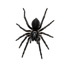  a black spider with eight legs spread wide, isolated on a transparent background