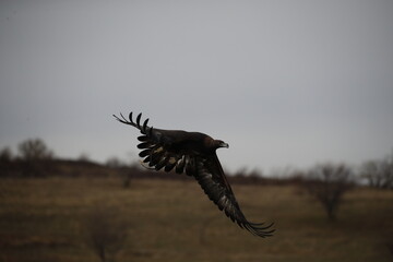 The Central Asian golden eagle is one of the largest representatives of its species.	