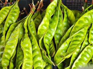fresh bittet bean on the market
