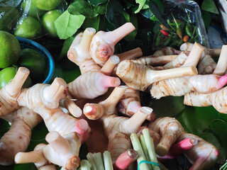 fresh galangal  on the market