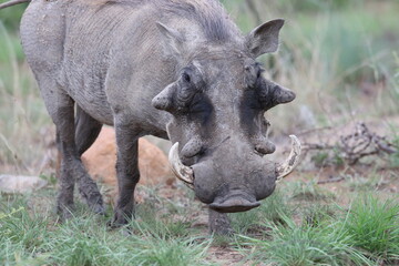 Warthog