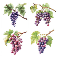 Fototapeta premium Set of four botanical watercolor illustrations of grapes with clusters, leaves, and stems. Detailed and natural style, perfect for design and educational projects.
