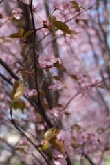 delicate cherry blossoms in full bloom with soft pink petals and lush green leaves graceful against a blur of spring hues in a tranquil park setting, ethereal, springtime, colorful, alive
