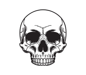 Black and white line art illustration of a human skull facing forward skeleton bone