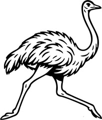 ostrich vector illustration, isolated on white