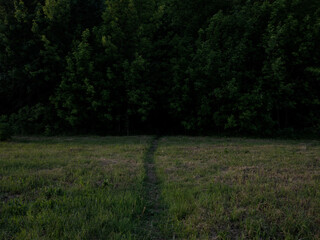 path leading to dark forest in summer, green space, minimalism