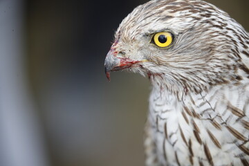 The hawk is a bird of prey in the family Accipitridae of the order Accipitridae